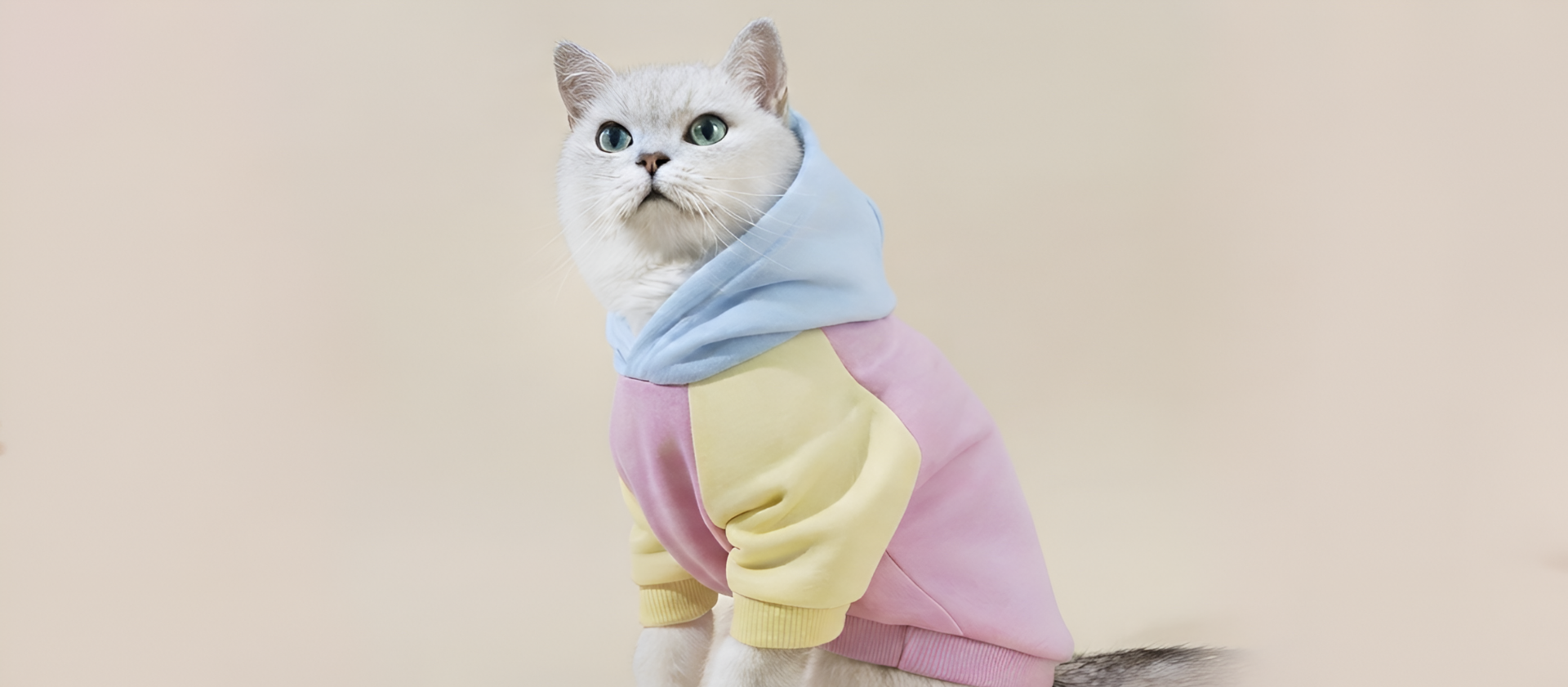 How to Choose Comfortable Pet Clothing for Every Season