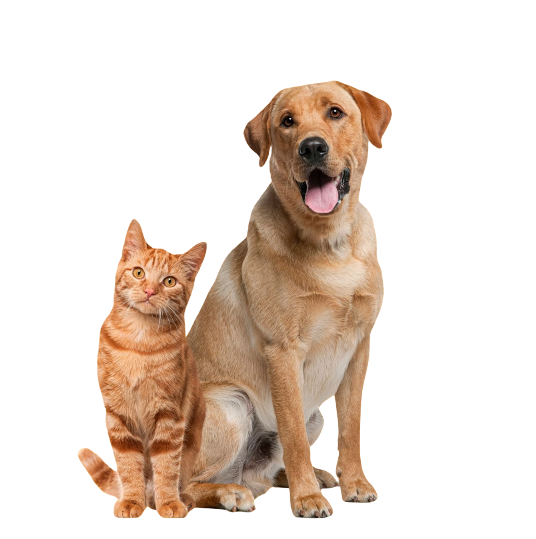Pets
