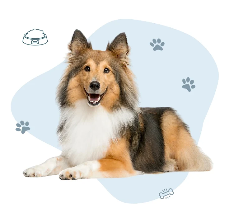 Happy Pet