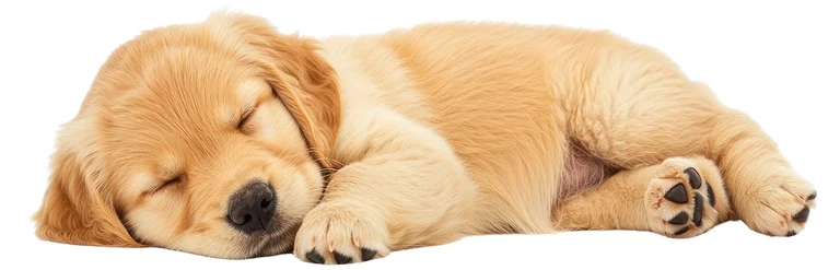 Sleeping Puppy