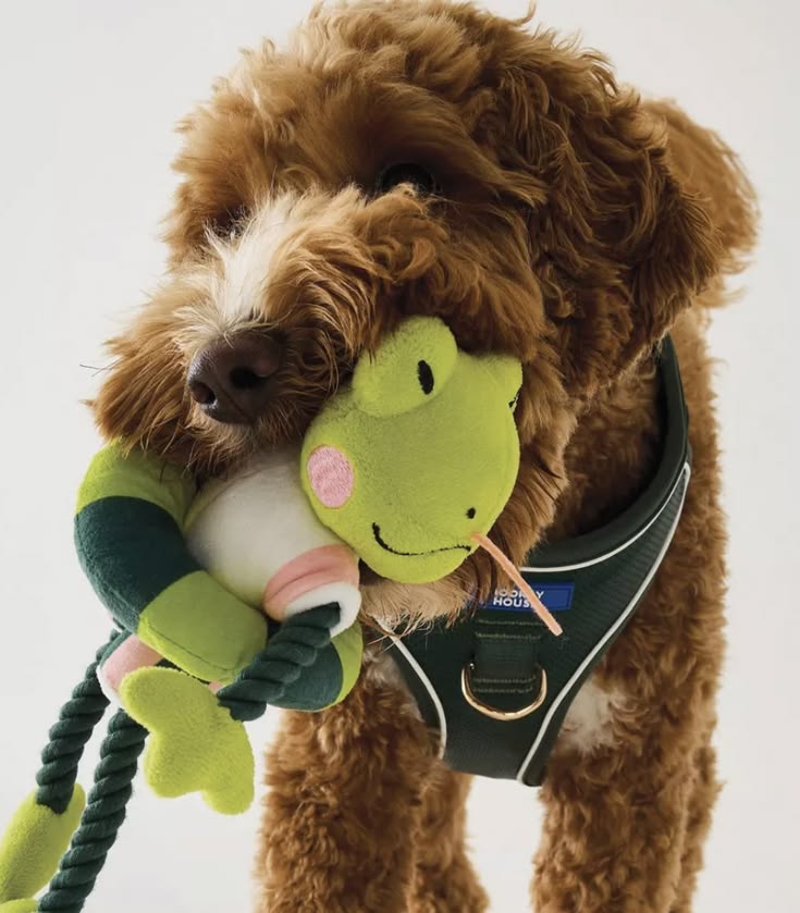 Pet playing with a toy